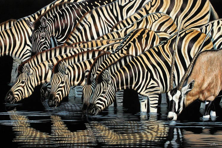 Zebras Drinking by Cynthie Fisher wall art
