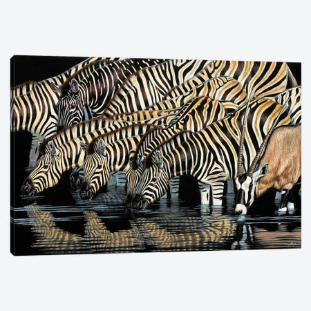 Zebras Drinking Canvas Print #CYT231} by Cynthie Fisher Art Print
