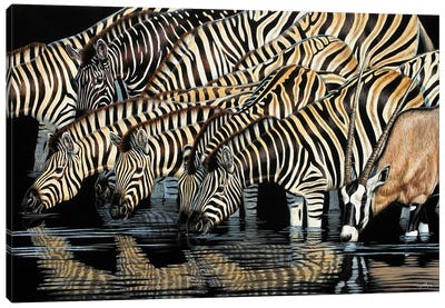 Zebras Drinking Canvas Art Print - Zebra Art