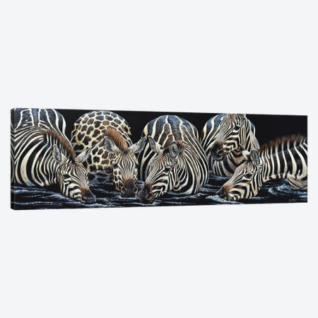 Zebras Drinking Scratch Canvas Print #CYT232} by Cynthie Fisher Art Print
