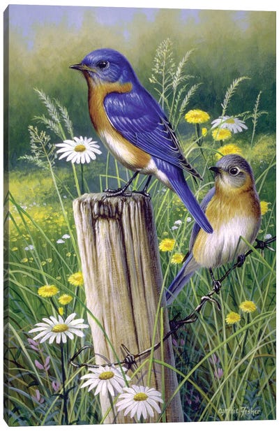 Bluebirds Canvas Art Print - Cynthie Fisher