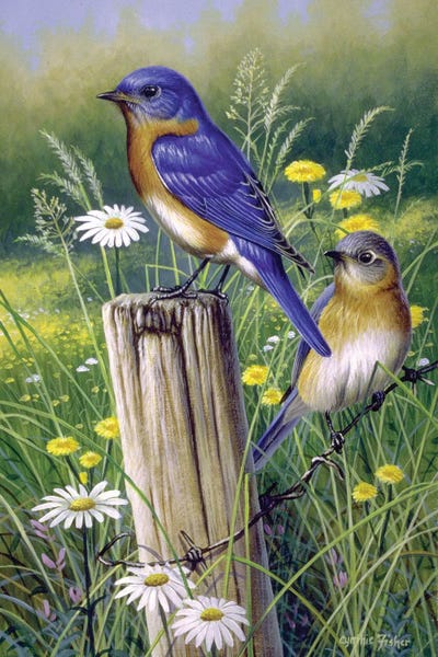 Cynthie Fisher: Bluebirds by Cynthie Fisher