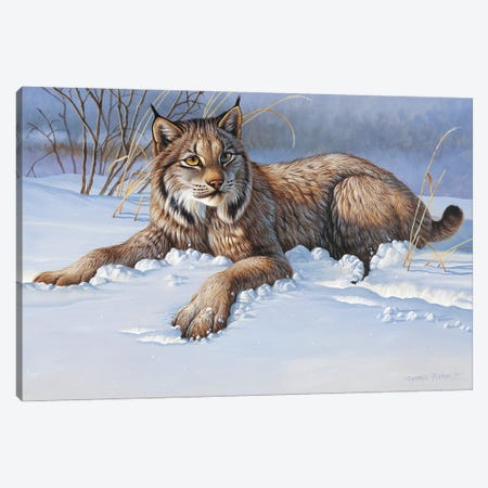 Bobcat Canvas Print #CYT26} by Cynthie Fisher Canvas Art Print