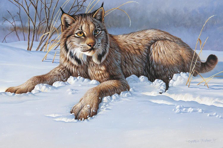 Bobcat by Cynthie Fisher wall art