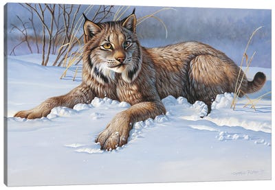 Bobcat Canvas Art Print - Cougars