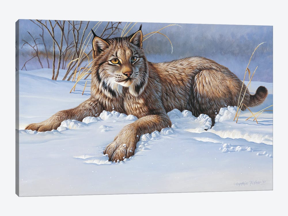 Bobcat by Cynthie Fisher 1-piece Canvas Artwork