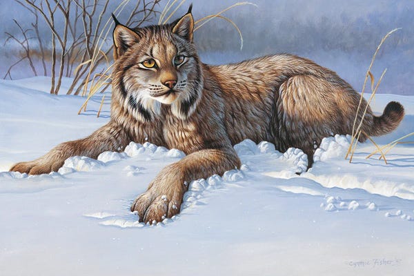 Cougars: Bobcat by Cynthie Fisher