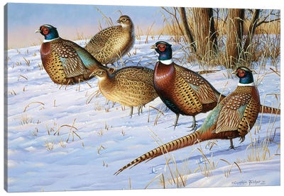 5 Pheasants In Snow Canvas Art Print - Cynthie Fisher