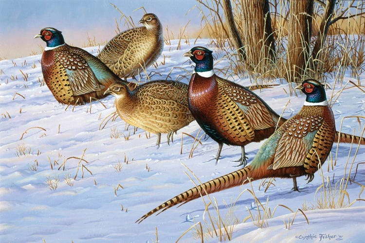 5 Pheasants In Snow