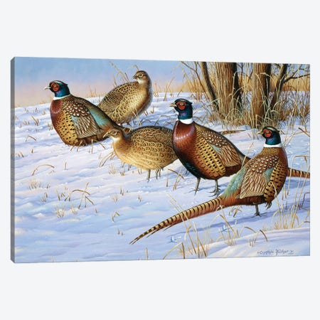 5 Pheasants In Snow Canvas Print #CYT2} by Cynthie Fisher Canvas Print