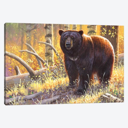 Brown Black Bear Canvas Print #CYT30} by Cynthie Fisher Canvas Art Print