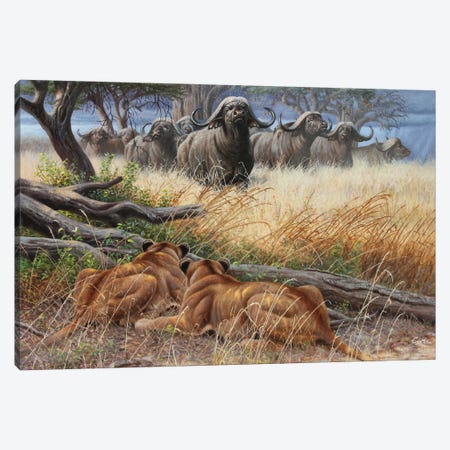 Buf And Lionesses Canvas Print #CYT32} by Cynthie Fisher Canvas Art Print