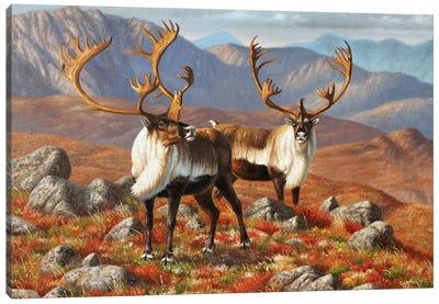 Caribou I Canvas Art Print - Cynthie Fisher