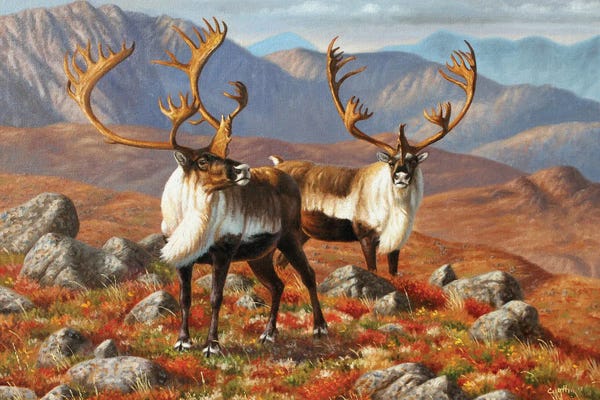 Caribou