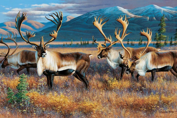 Caribou III