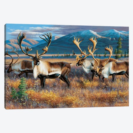 Caribou III Canvas Print #CYT39} by Cynthie Fisher Canvas Print