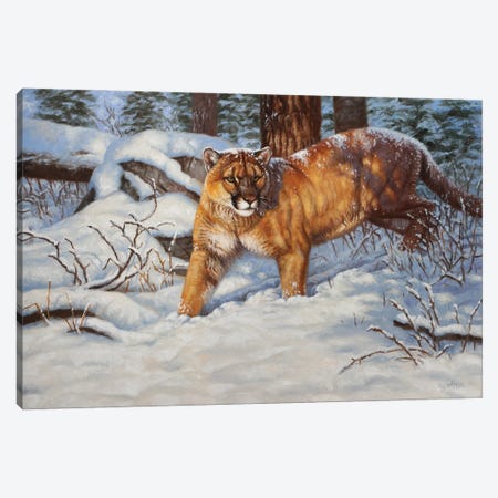 Cougar In Snow Canvas Print #CYT42} by Cynthie Fisher Canvas Art