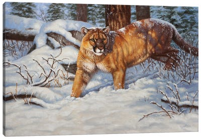 Cougar In Snow Canvas Art Print - Rustic Winter
