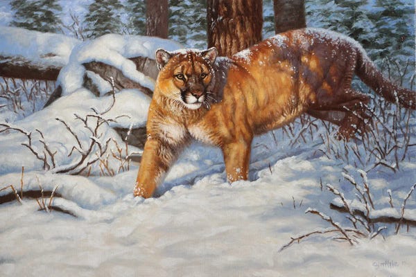 Cougars: Cougar In Snow by Cynthie Fisher
