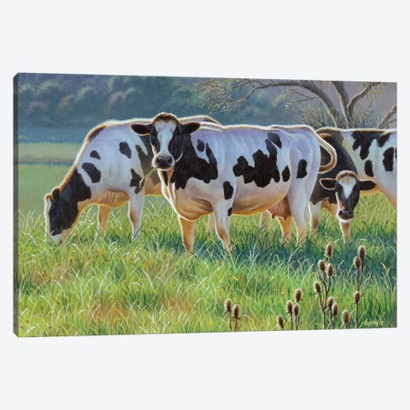 Cows Canvas Print #CYT43} by Cynthie Fisher Canvas Art