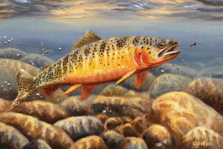 Cutthroat Trout2