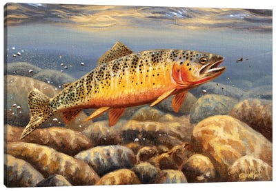 Cutthroat Trout2 Canvas Art Print - Fish Art