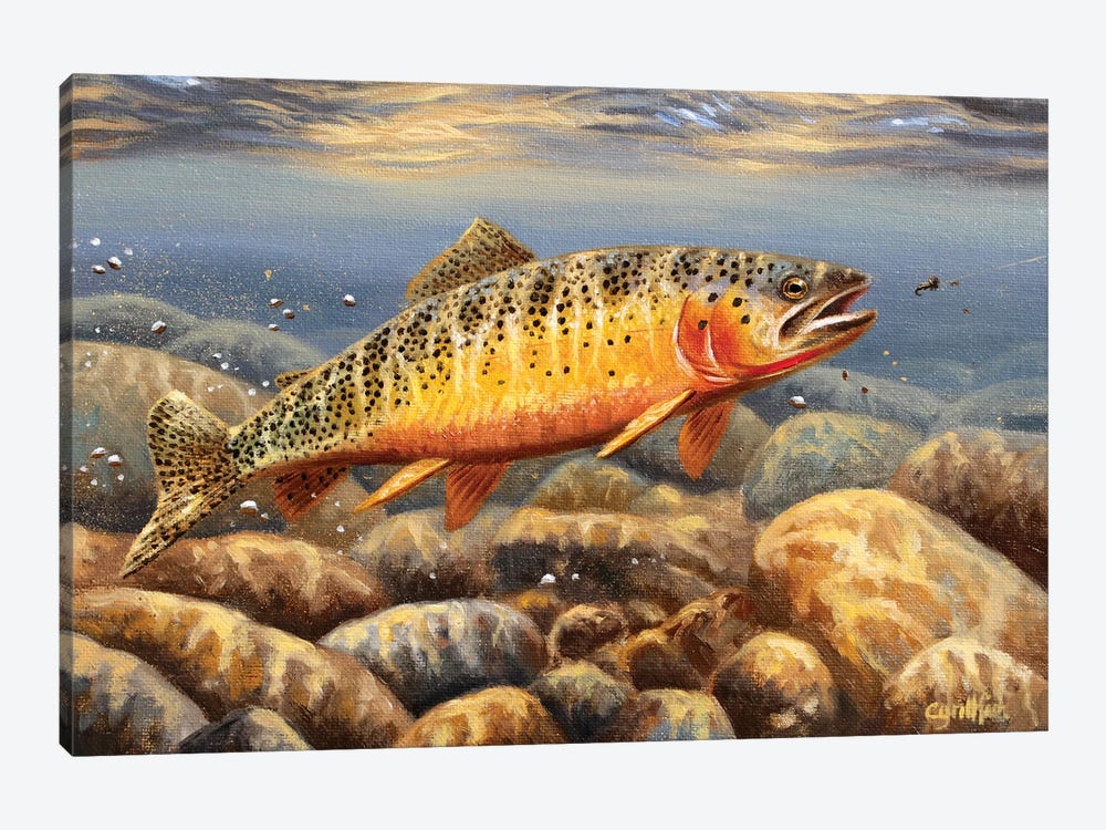 Cutthroat Trout2 by Cynthie Fisher 1-piece Canvas Print