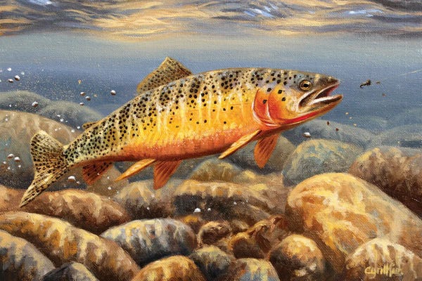 Fish: Cutthroat Trout2 by Cynthie Fisher