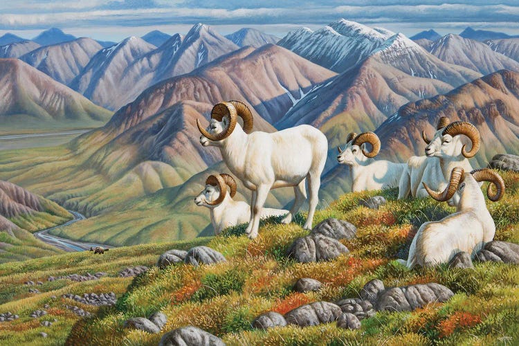 Dall Sheep by Cynthie Fisher wall art