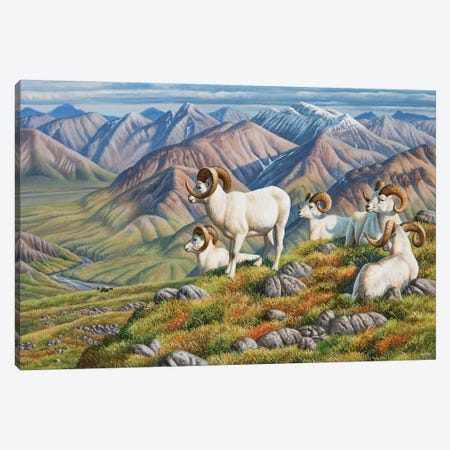 Dall Sheep Canvas Print #CYT46} by Cynthie Fisher Art Print