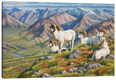 Dall Sheep Canvas Art Print - Sheep Art