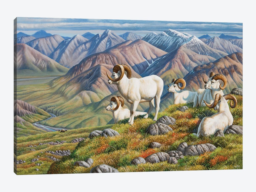 Dall Sheep by Cynthie Fisher 1-piece Canvas Wall Art