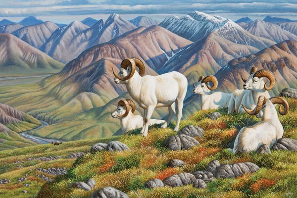 Sheep: Dall Sheep by Cynthie Fisher
