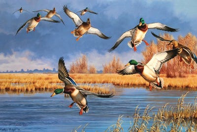 Down From The North by Cynthie Fisher canvas print