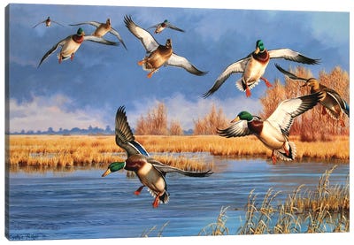 Down From The North Canvas Art Print - Duck Art