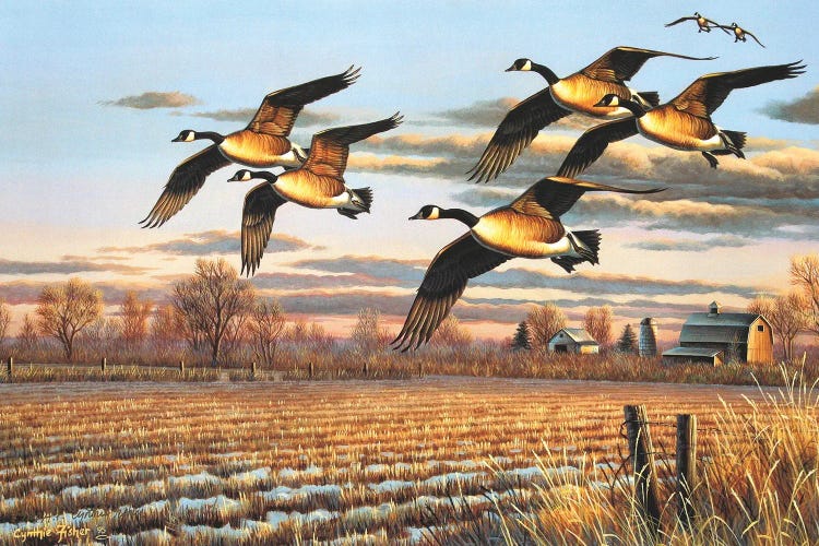 Dropping In by Cynthie Fisher wall art