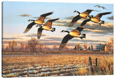Dropping In Canvas Art Print - Duck Art