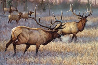 Elk by Cynthie Fisher canvas print