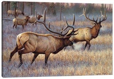 Elk Canvas Art Print - Cynthie Fisher