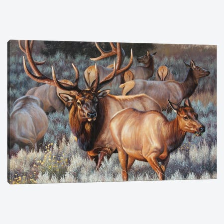 Elk I Canvas Print #CYT61} by Cynthie Fisher Canvas Artwork