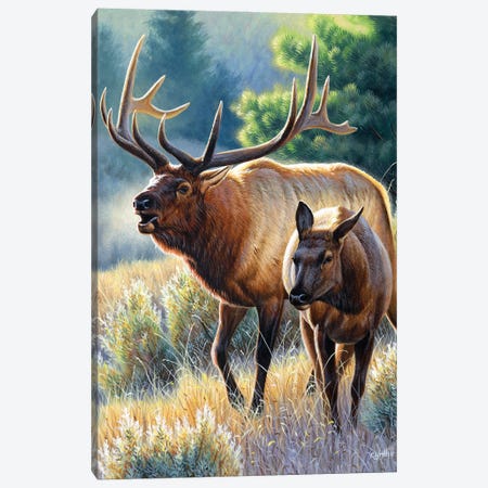 Elk Bull And Calf Canvas Print #CYT62} by Cynthie Fisher Canvas Artwork
