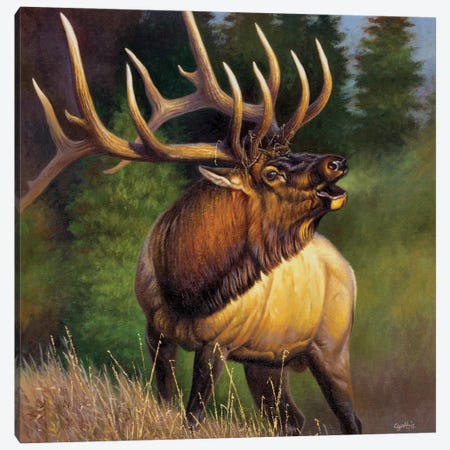 Elk Fisher Canvas Print #CYT63} by Cynthie Fisher Canvas Wall Art