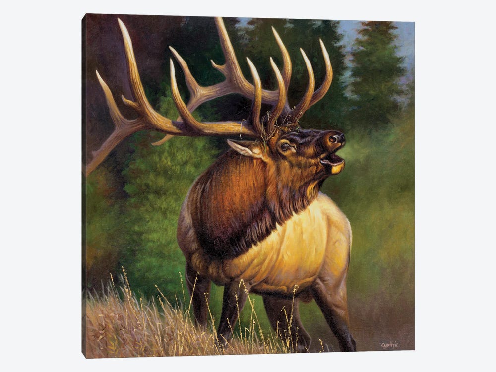 Elk Fisher by Cynthie Fisher 1-piece Canvas Art Print