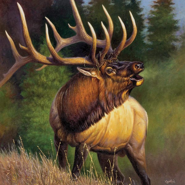 Elk: Elk Fisher by Cynthie Fisher