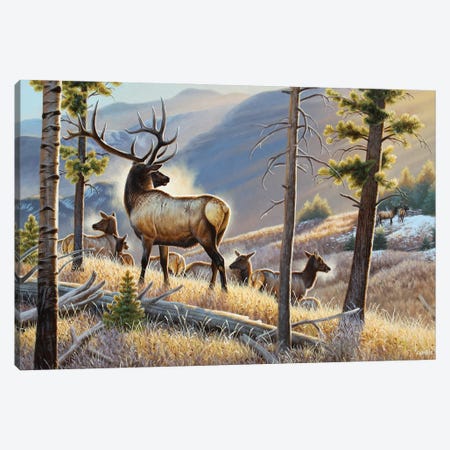 Elk Looking Across Canvas Print #CYT64} by Cynthie Fisher Canvas Art Print