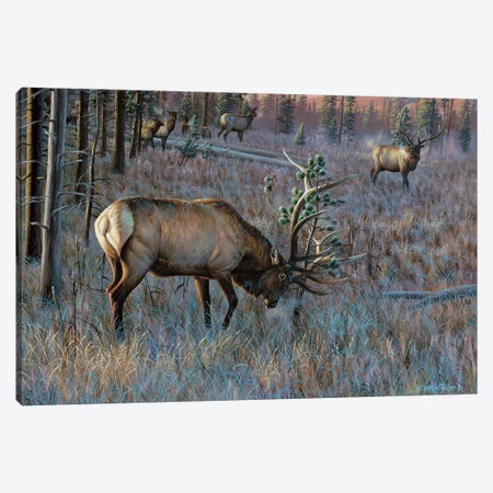 Elk Canvas Art Print by Cynthie Fisher | iCanvas