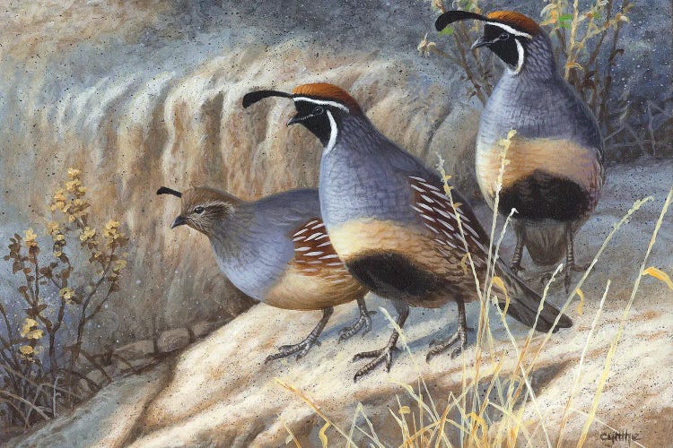 Gambels Quail