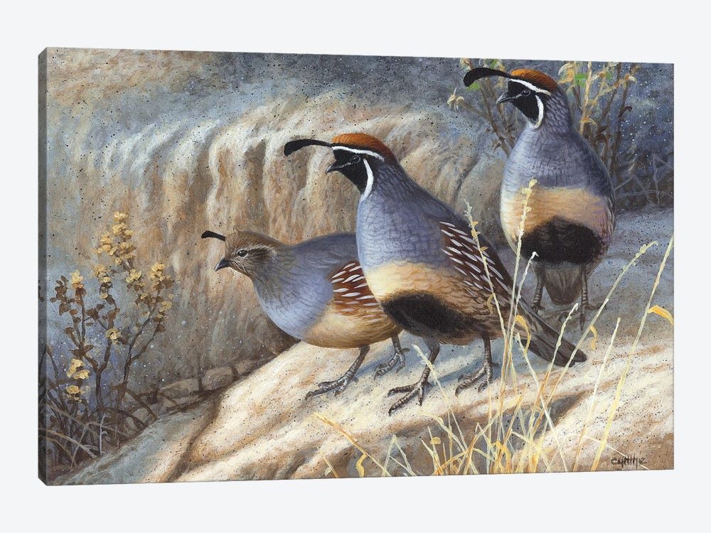 Gambels Quail by Cynthie Fisher 1-piece Canvas Artwork