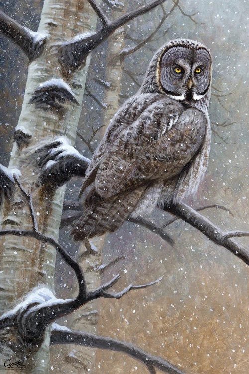 Great Grey Owl