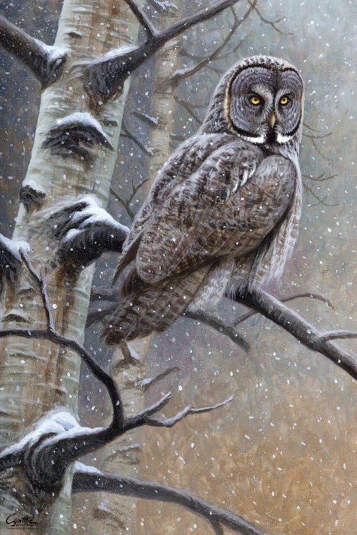 Great Grey Owl by Cynthie Fisher wall art